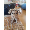 DÉCORATION CHIEN EN OSIER